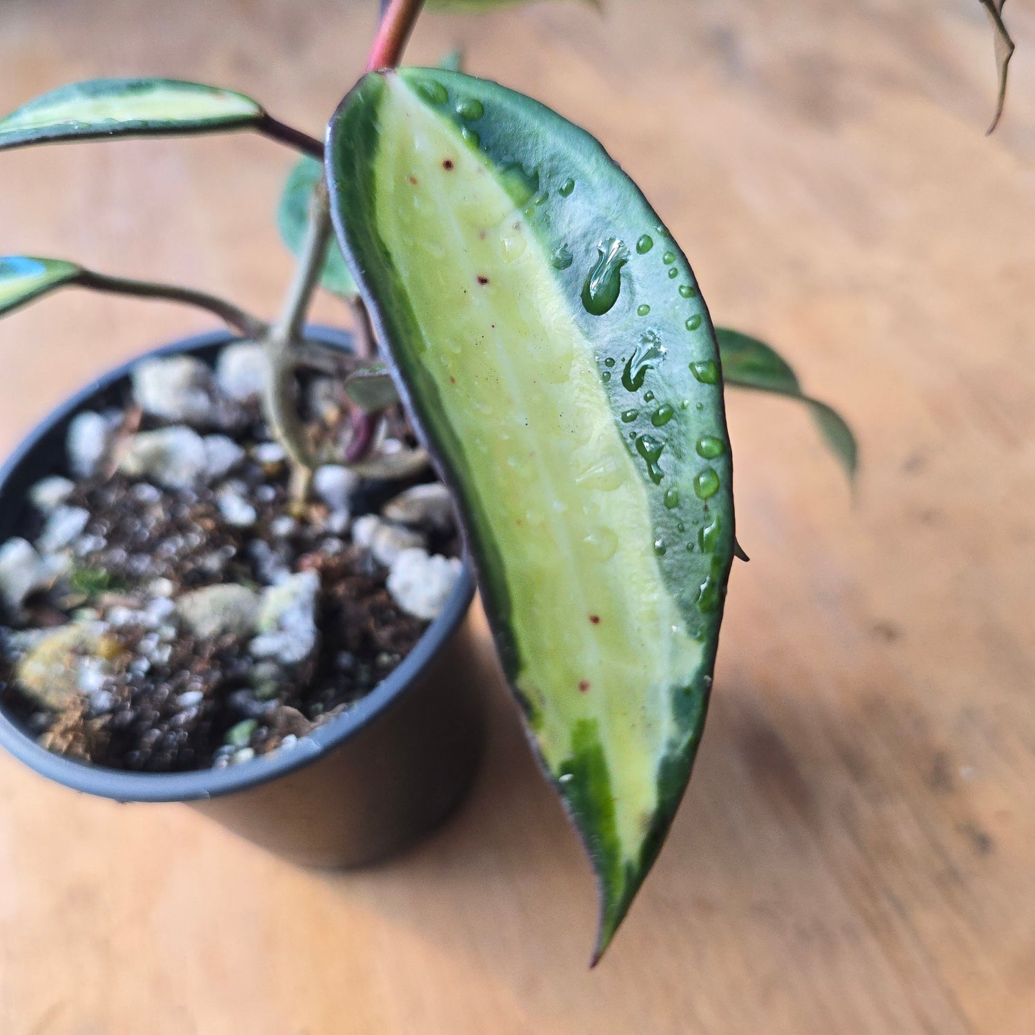 Hoya latifolia "Pot of Gold" PlantMadness