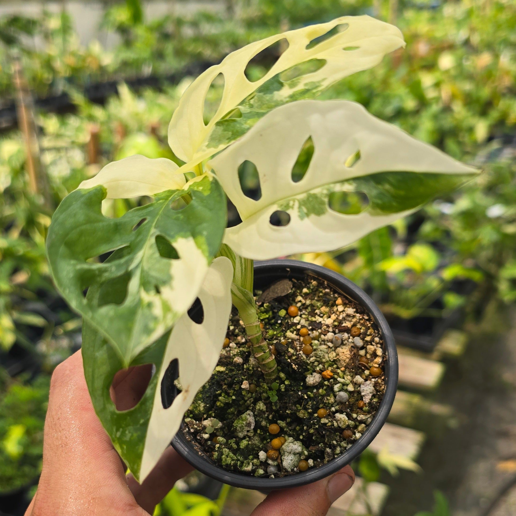 Monstera Variegated Adansonii