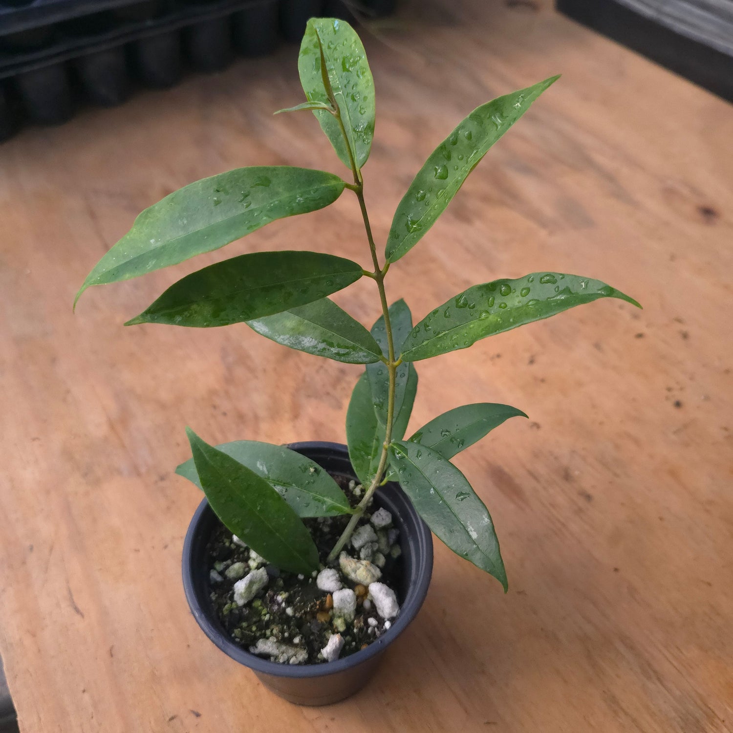 Hoya Wallichii sub sp. Tenbros PlantMadness