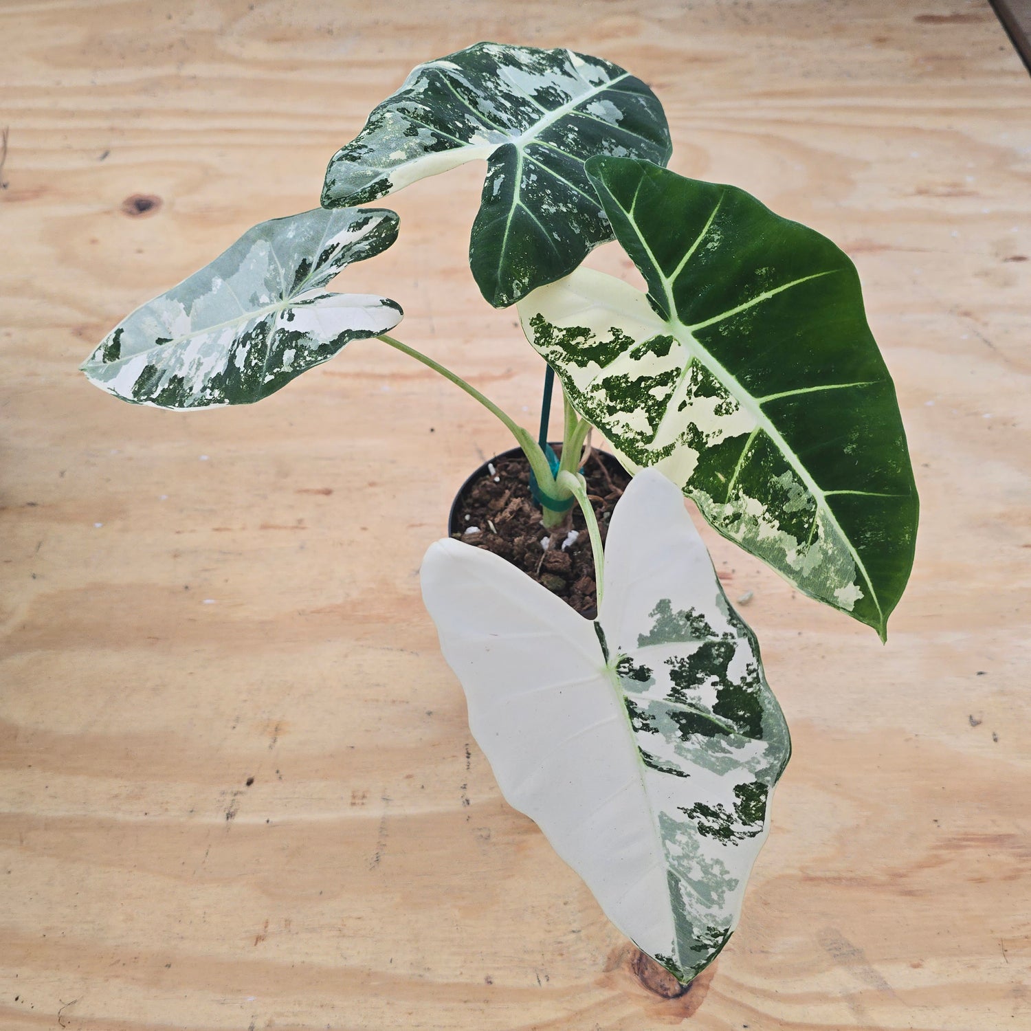 Alocasia Frydek Variegated PlantMadness