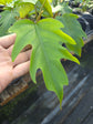 Philodendron Radiatum PlantMadness
