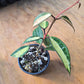 Hoya latifolia "Pot of Gold" PlantMadness