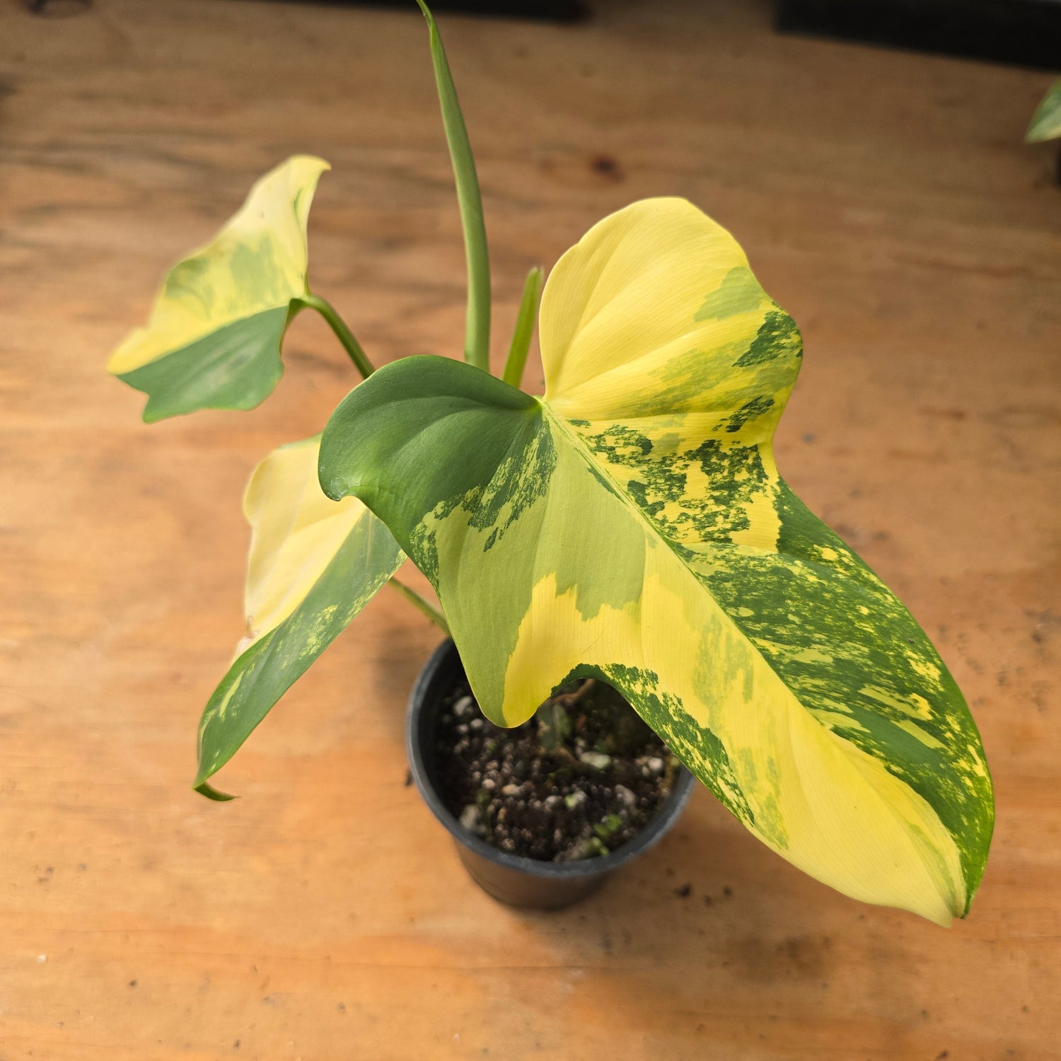 Philodendron Bipennifolium Variegated PlantMadness