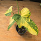 Philodendron Bipennifolium Variegated PlantMadness