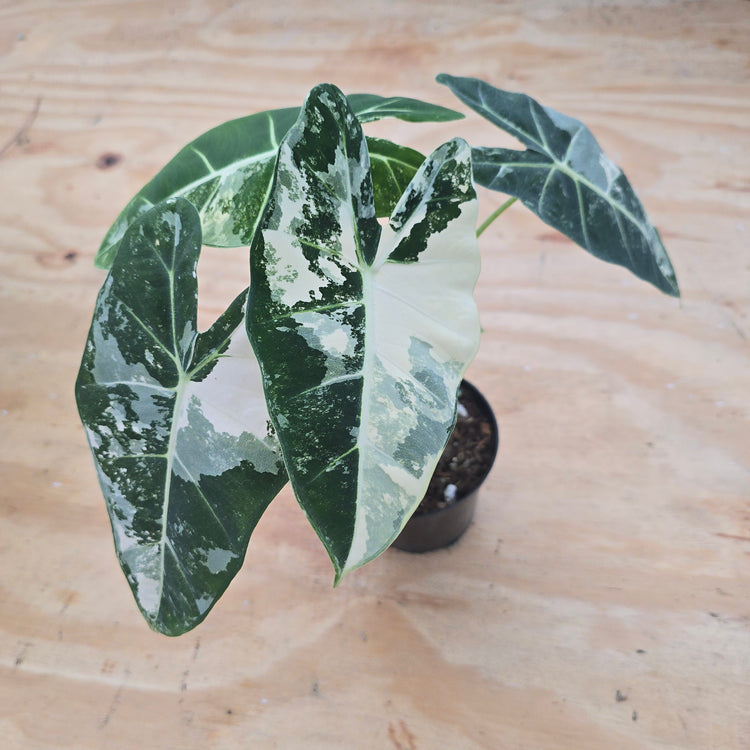 Alocasia Frydek Variegated PlantMadness