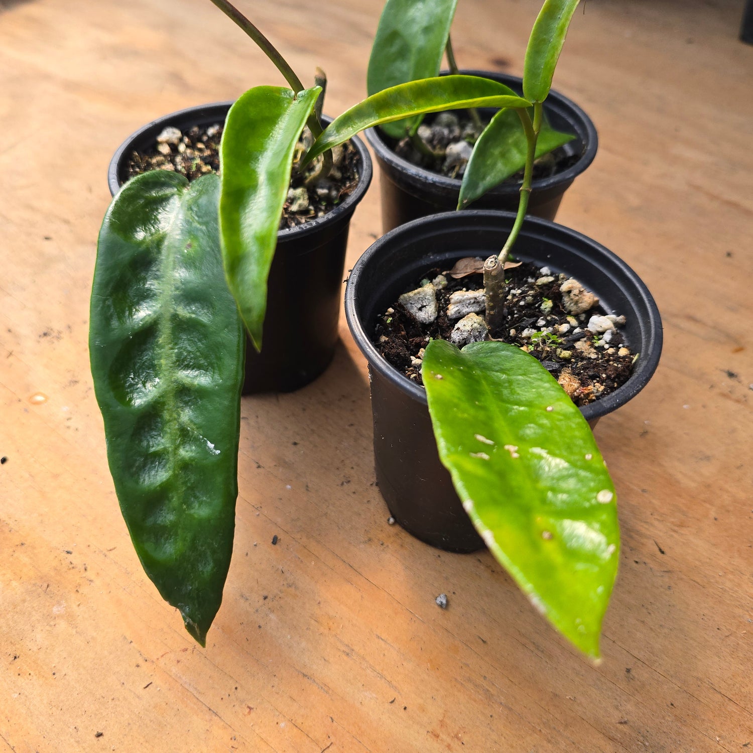 Hoya Onychoides PlantMadness