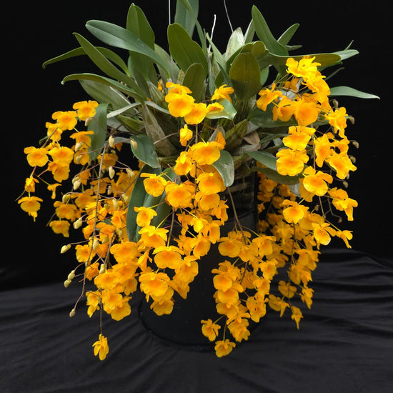 Dendrobium aggregatum( Dendrobium lindleyi ) PlantMadness