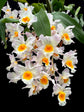 Dendrobium farmeri