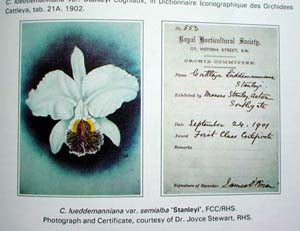 Cattleya speciosissima (luddemanniana) "Stanley" FCC/RHS PlantMadness