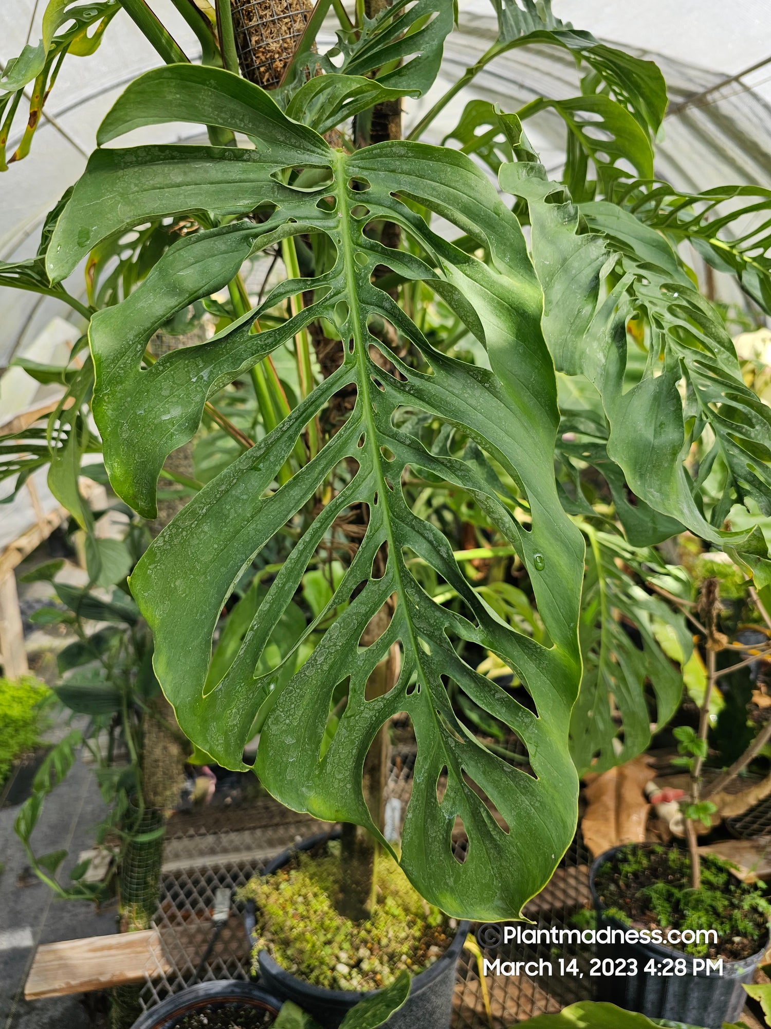 MONSTERA sp.tena PlantMadness