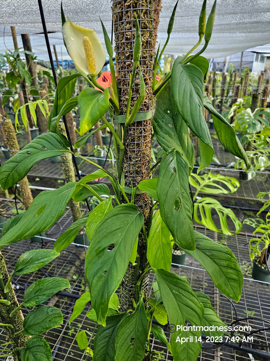 MONSTERA obliqua bolivian PlantMadness