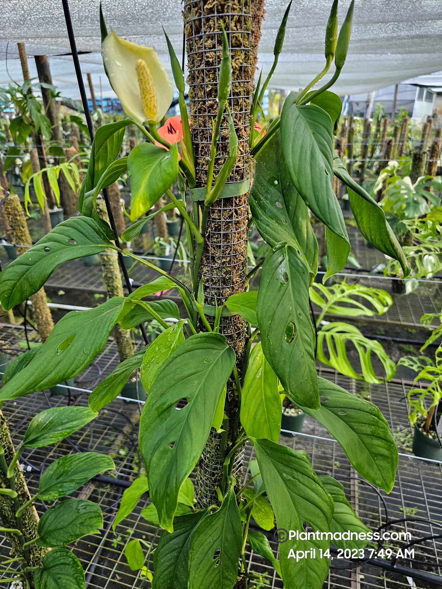 MONSTERA obliqua bolivian PlantMadness