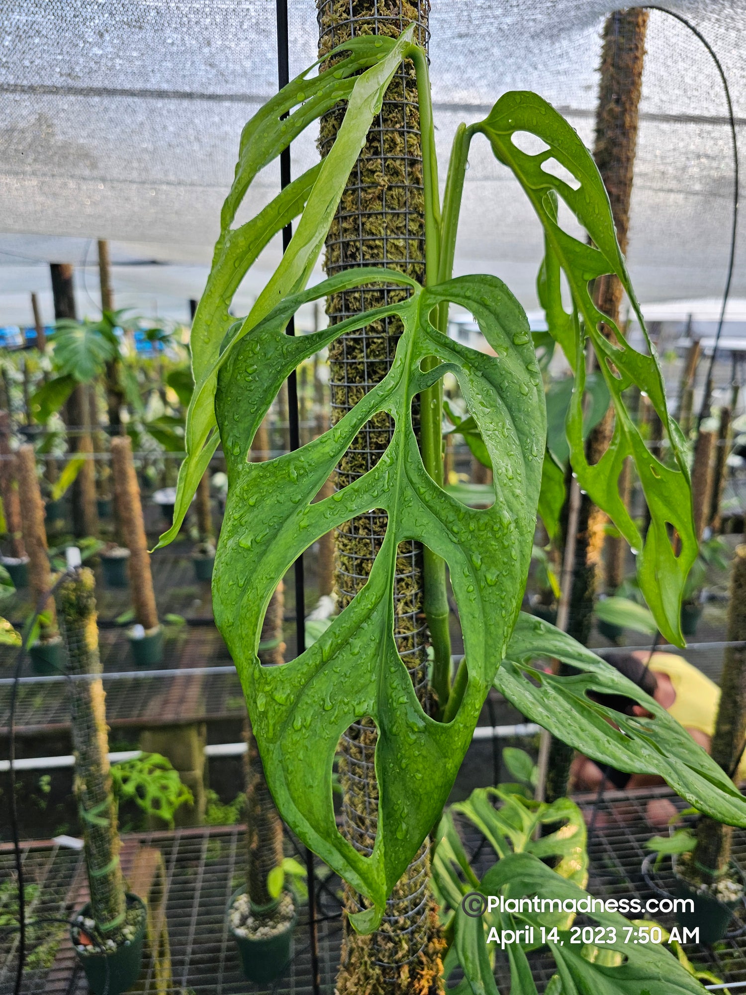 monstera obliqua aff sumaco PlantMadness