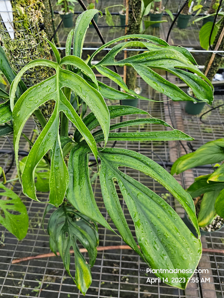 Monstera aureopinnata Columbian form PlantMadness