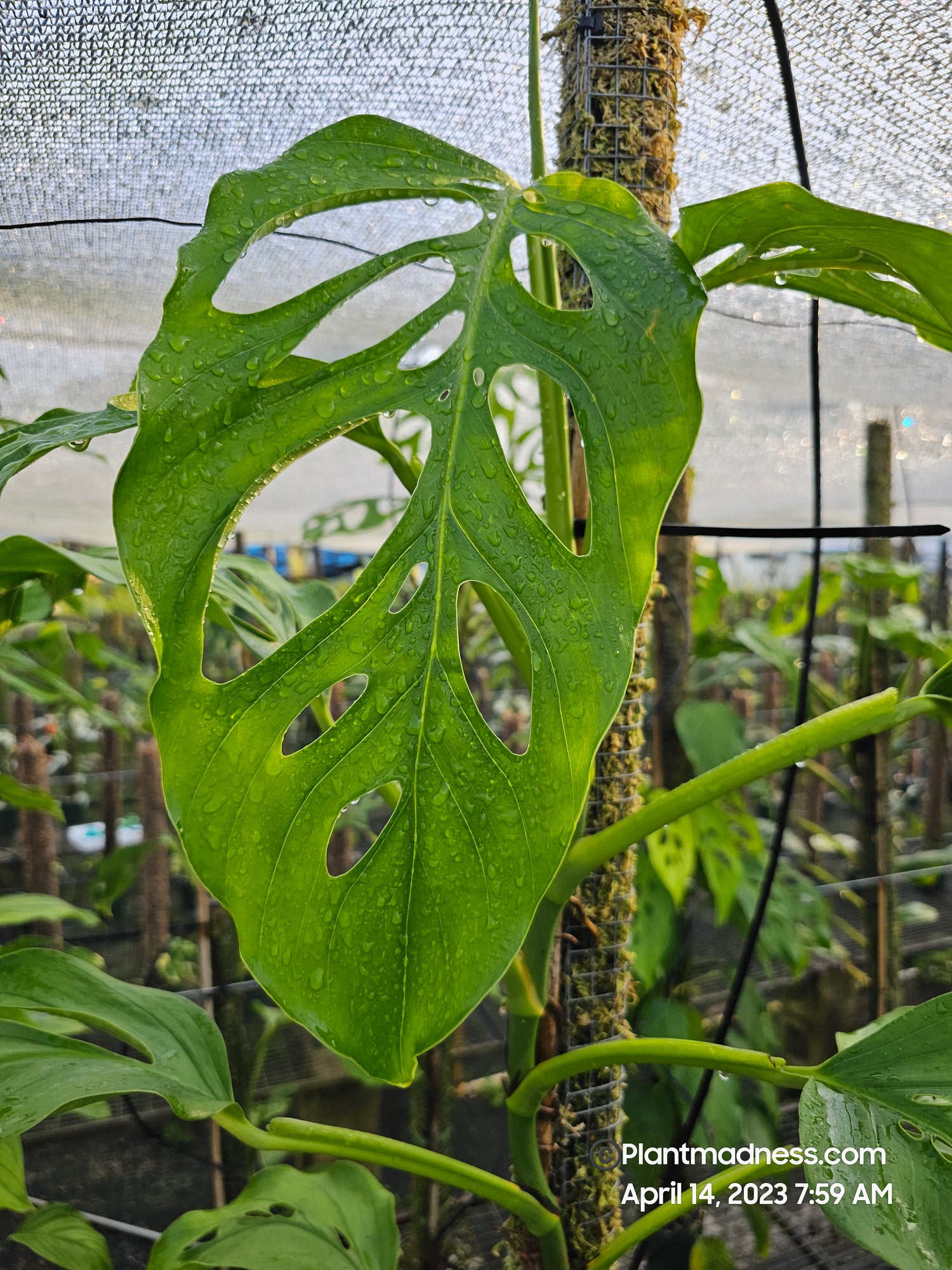 MONSTERA Acacoyaguensis Chiapas form PlantMadness
