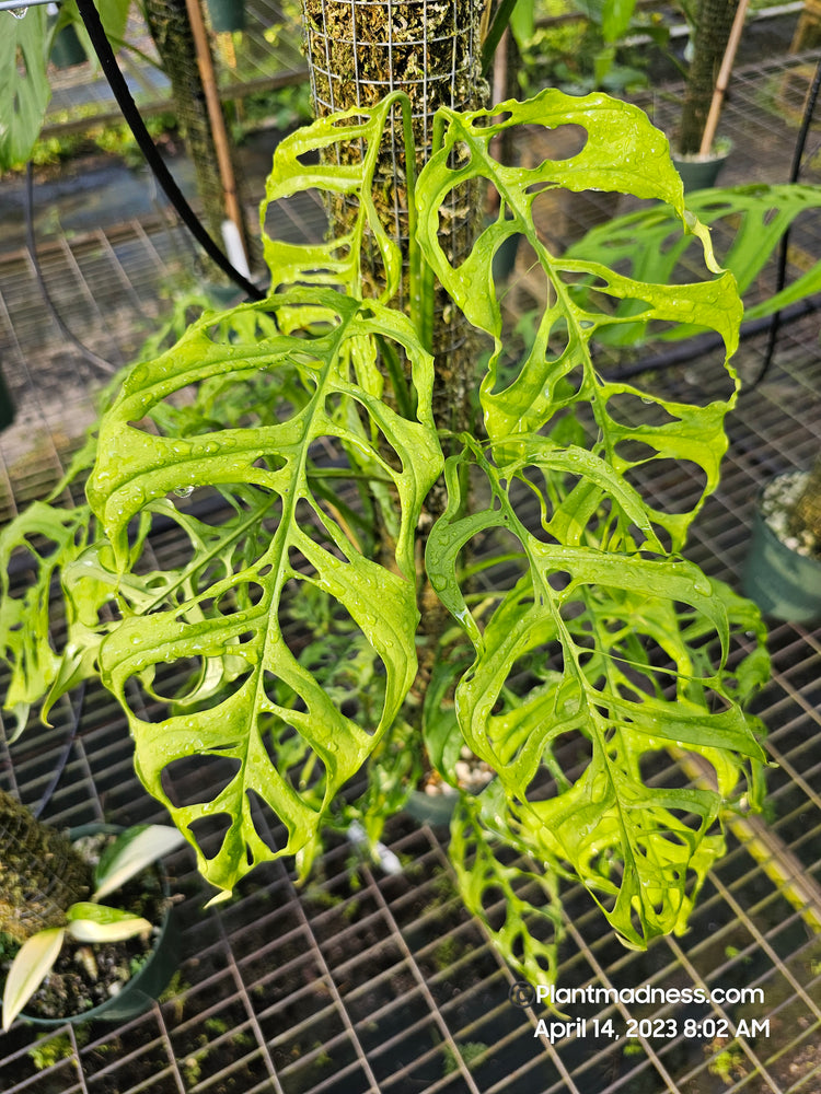 monstera obliqua peru PlantMadness
