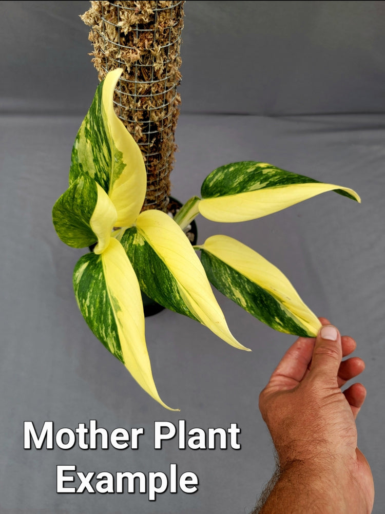 MONSTERA Standleyana variegated PlantMadness