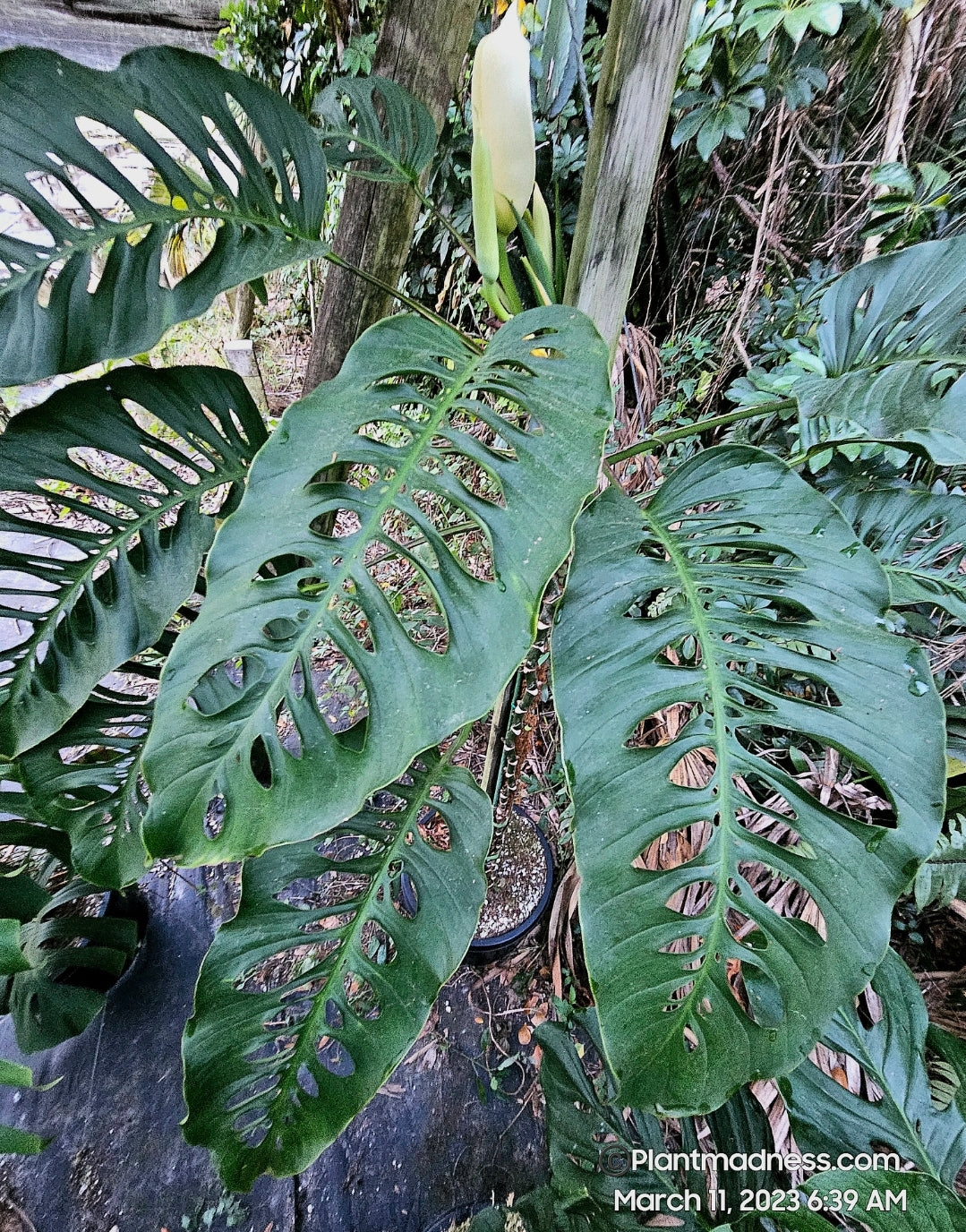 Monstera adonsonii subsp Lanaita "large form" PlantMadness