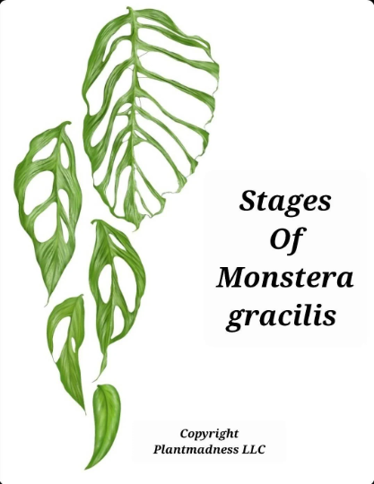 MONSTERA Gracilis PlantMadness